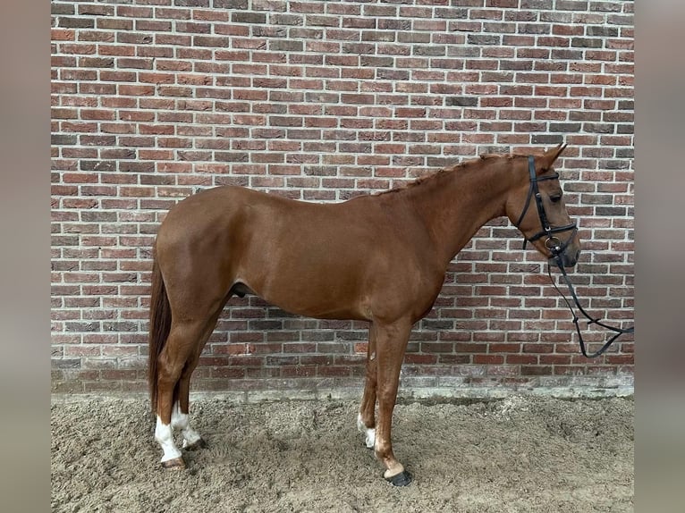 Anglo European Studbook Gelding 3 years 14.1 hh Chestnut-Red in Kaulille