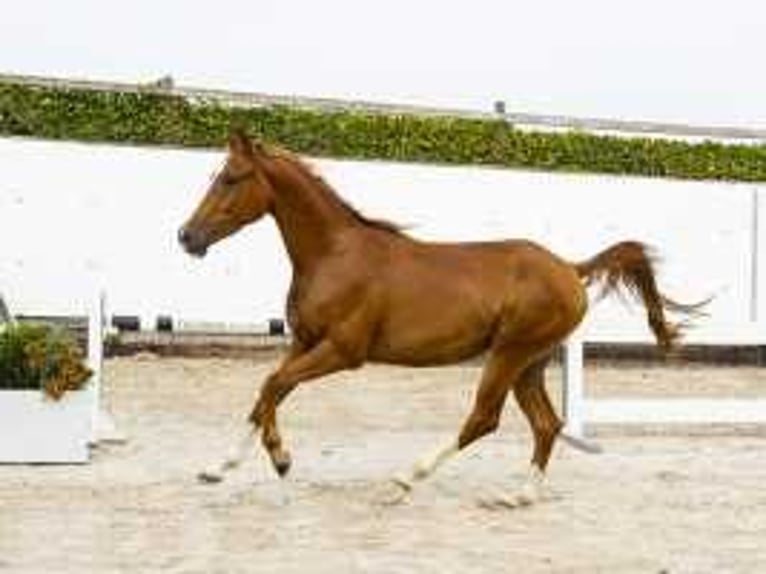 Anglo European Studbook Gelding 3 years 14,1 hh Chestnut-Red in Waddinxveen