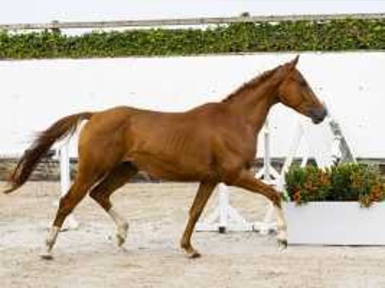 Anglo European Studbook Gelding 3 years 14,1 hh Chestnut-Red in Waddinxveen