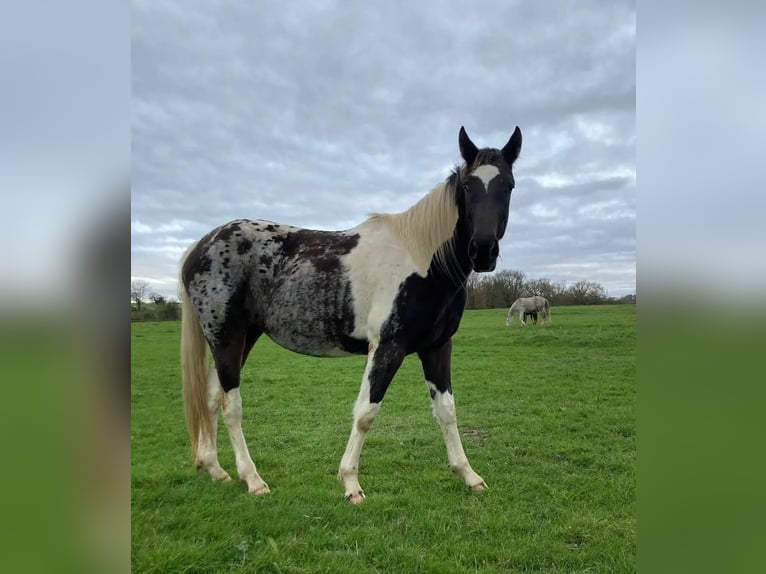 Anglo European Studbook Gelding 3 years 15,3 hh Tobiano-all-colors in Aix-en-Provence