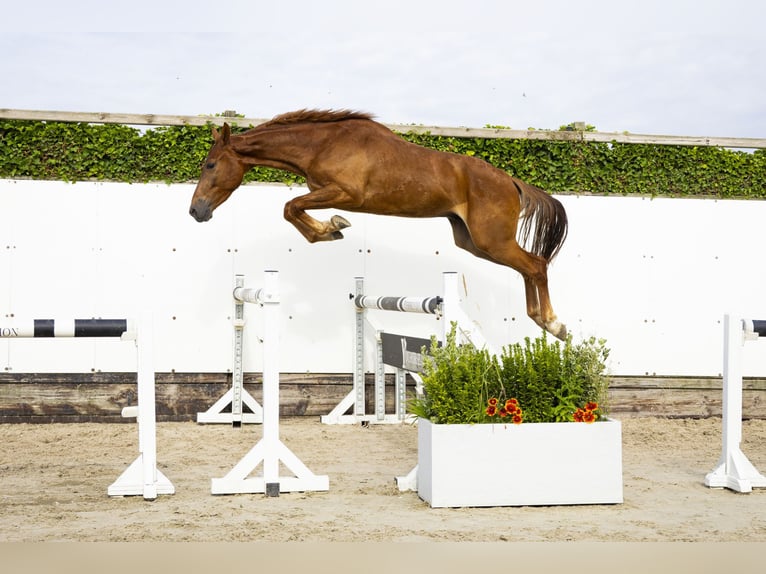 Anglo European Studbook Gelding 3 years 15,1 hh Chestnut-Red in Waddinxveen