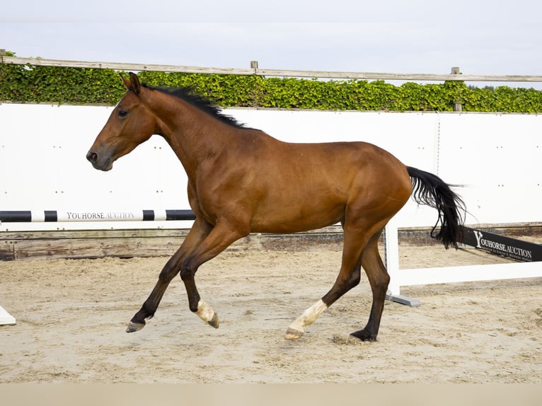 Anglo European Studbook Gelding 3 years 15,2 hh Brown in Waddinxveen