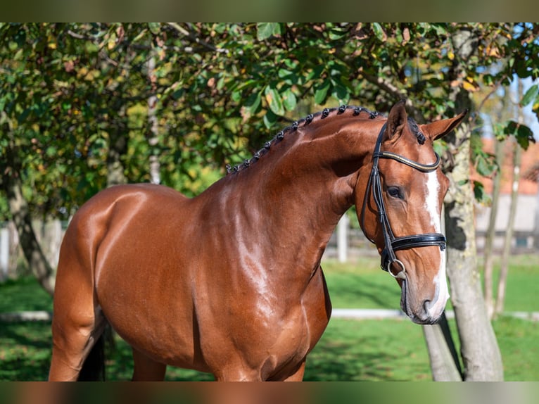 Anglo European Studbook Gelding 3 years 16,1 hh Brown in GROTE-BROGEL