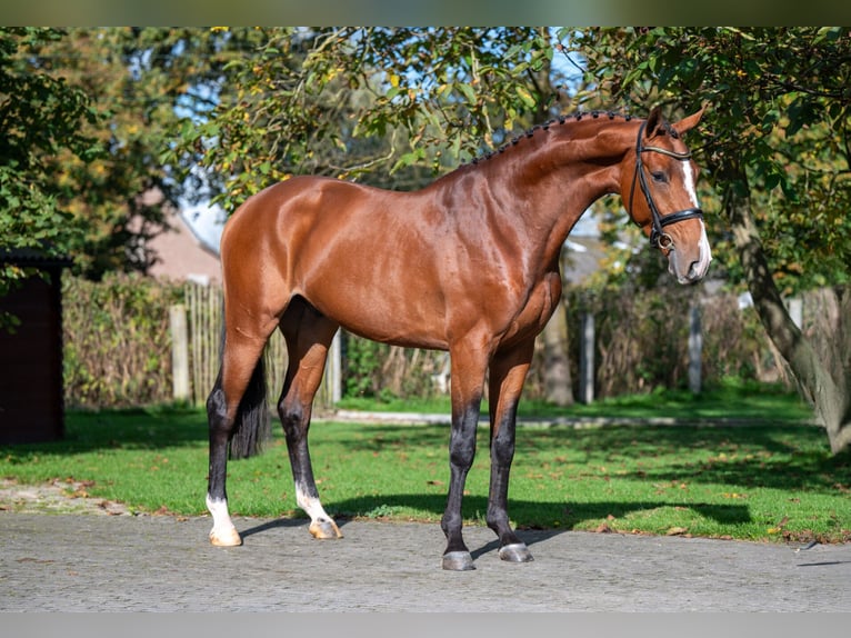 Anglo European Studbook Gelding 3 years 16,1 hh Brown in GROTE-BROGEL