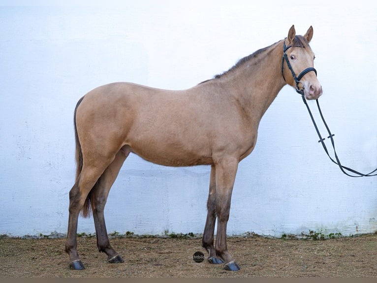 Anglo European Studbook Gelding 3 years 16.1 hh Champagne in Düsseldorf