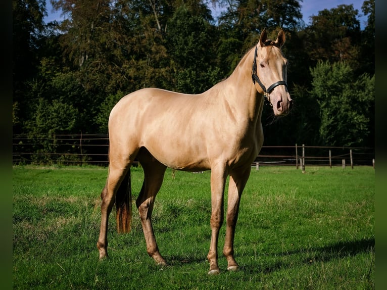 Anglo European Studbook Gelding 3 years 16.1 hh Champagne in Düsseldorf