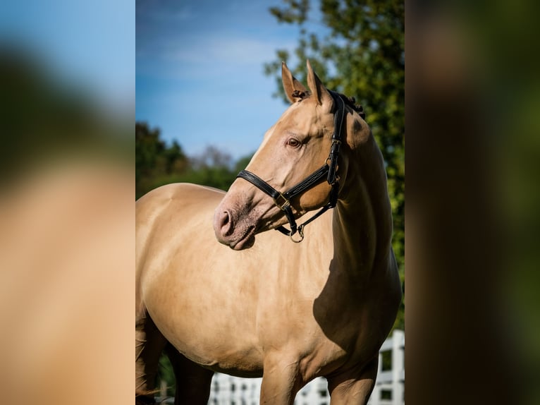 Anglo European Studbook Gelding 3 years 16.1 hh Champagne in Düsseldorf