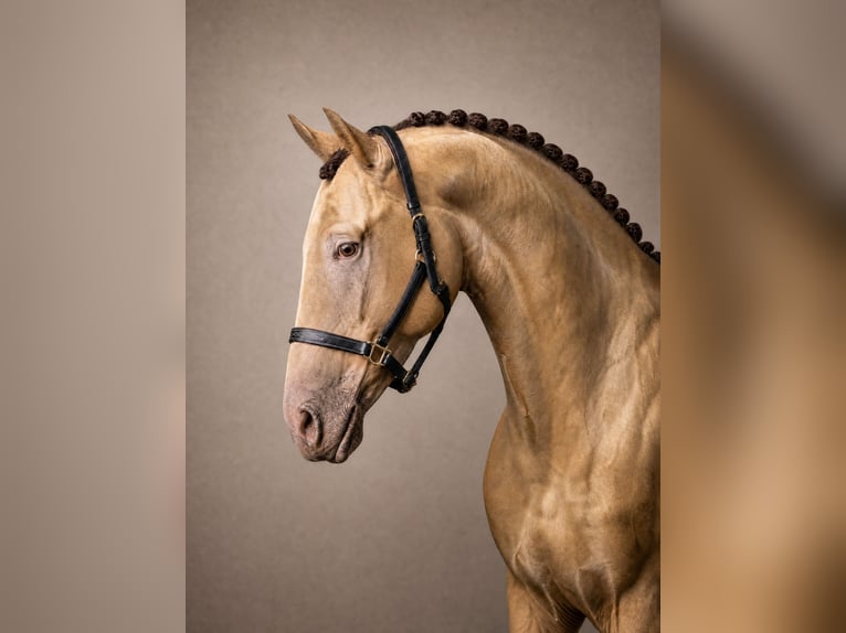 Anglo European Studbook Gelding 3 years 16.1 hh Champagne in Düsseldorf