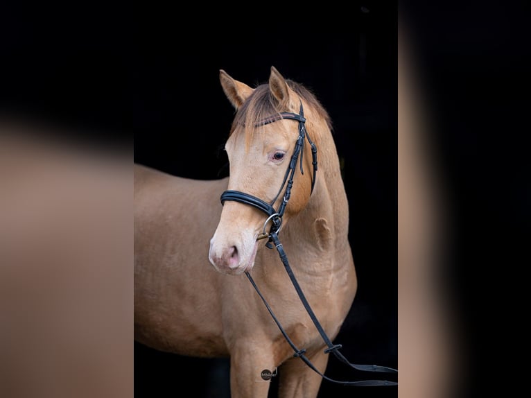 Anglo European Studbook Gelding 3 years 16.1 hh Champagne in Düsseldorf