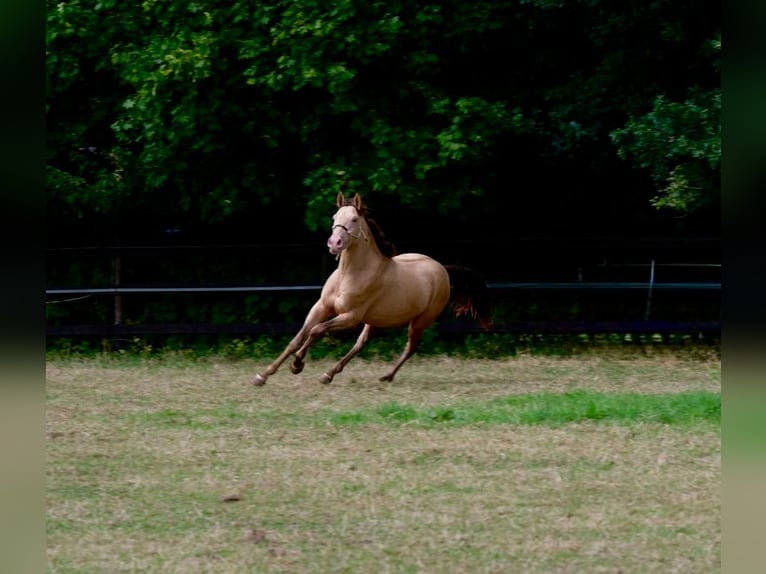 Anglo European Studbook Gelding 3 years 16.1 hh Champagne in Düsseldorf