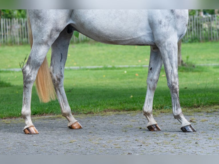 Anglo European Studbook Gelding 3 years 16.1 hh Grey in Grote-Brogel