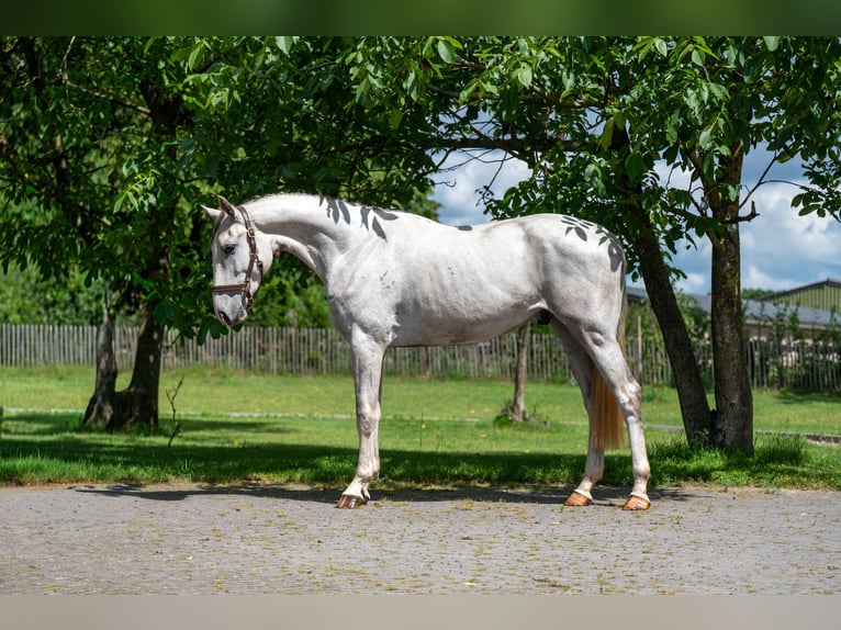 Anglo European Studbook Gelding 3 years 16.1 hh Grey in Grote-Brogel