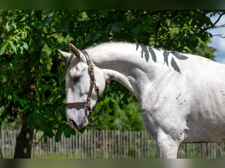 Anglo European Studbook Gelding 3 years 16.1 hh Grey in Grote-Brogel