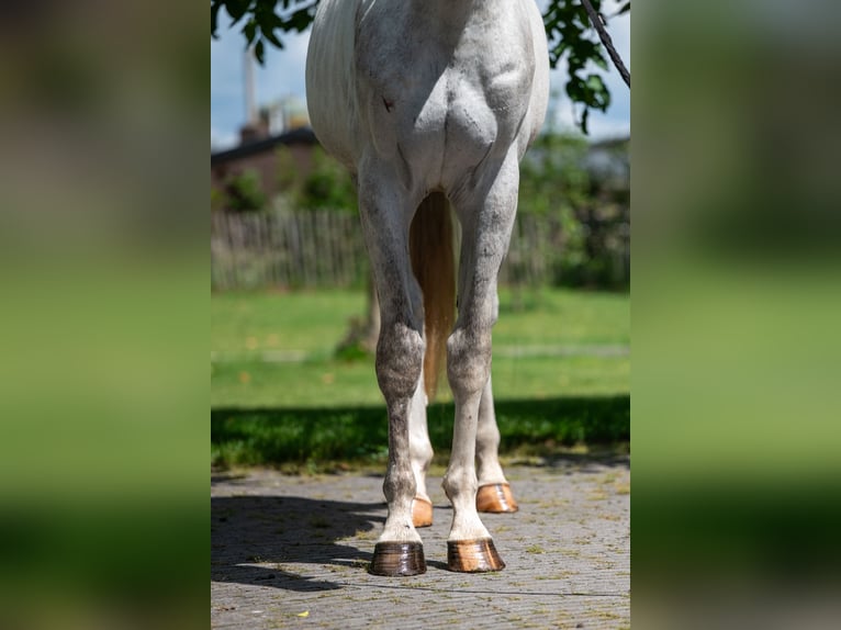 Anglo European Studbook Gelding 3 years 16.1 hh Grey in Grote-Brogel