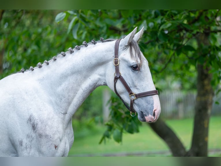 Anglo European Studbook Gelding 3 years 16.1 hh Grey in Grote-Brogel