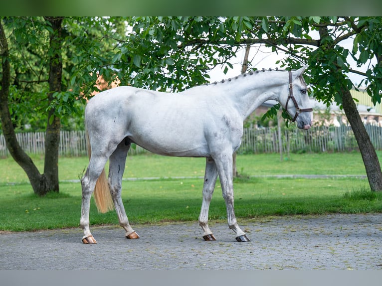 Anglo European Studbook Gelding 3 years 16.1 hh Grey in Grote-Brogel
