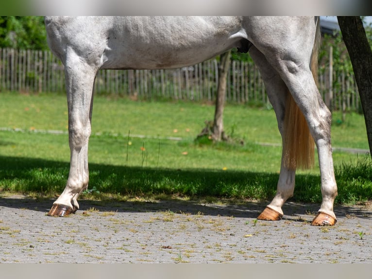 Anglo European Studbook Gelding 3 years 16.1 hh Grey in Grote-Brogel