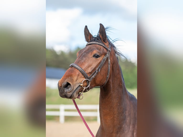 Anglo European Studbook Gelding 3 years 16.2 hh Brown in Warzenko