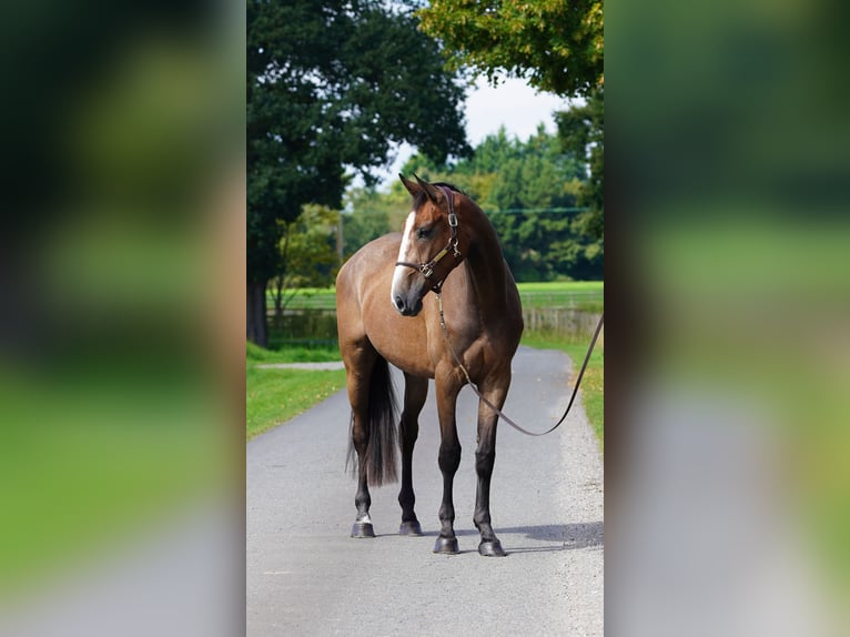 Anglo European Studbook Gelding 3 years 16,2 hh Roan-Bay in Northwich, Cheshire