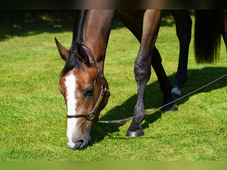 Anglo European Studbook Gelding 3 years 16,2 hh Roan-Bay in Northwich, Cheshire