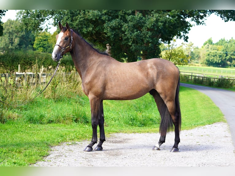 Anglo European Studbook Gelding 3 years 16,2 hh Roan-Bay in Northwich, Cheshire