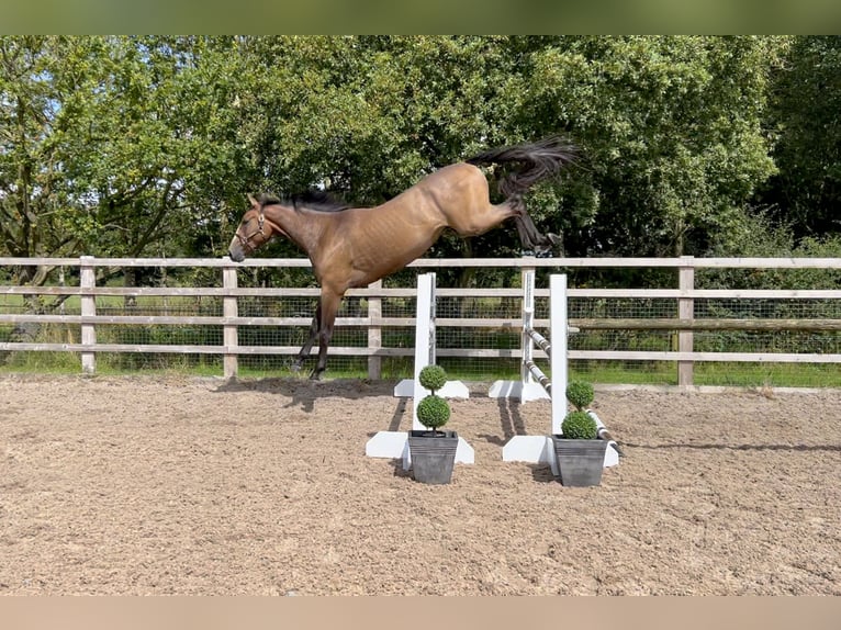 Anglo European Studbook Gelding 3 years 16,2 hh Roan-Bay in Northwich, Cheshire