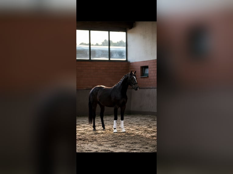 Anglo European Studbook Gelding 3 years 16 hh Bay-Dark in Thuine