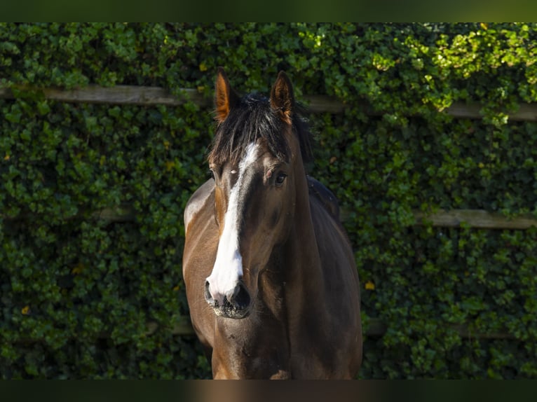 Anglo European Studbook Gelding 3 years 16 hh in Waddinxveen