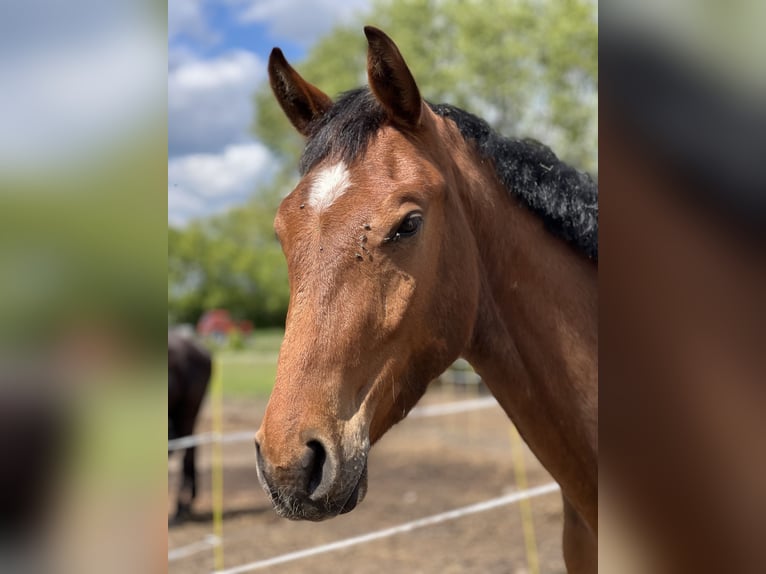 Anglo European Studbook Gelding 3 years 16,1 hh Bay in Winnica