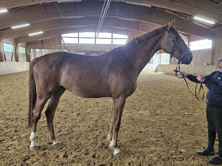 Anglo European Studbook Gelding 3 years 17,1 hh Chestnut-Red in Wessobrunn