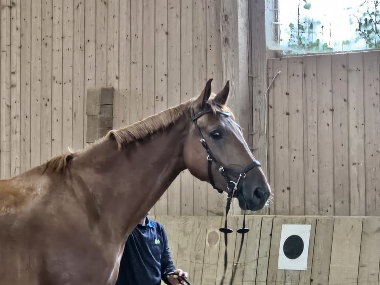 Anglo European Studbook Gelding 3 years 17,1 hh Chestnut-Red in Wessobrunn