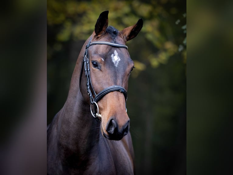 Anglo European Studbook Gelding 3 years Brown in Pozna&#x144;