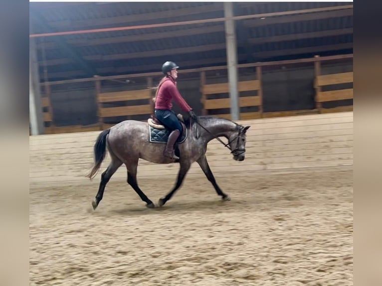 Anglo European Studbook Gelding 4 years 15,2 hh Grey-Dapple in Pelmberg