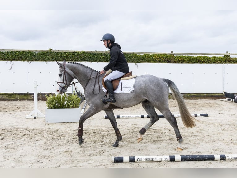 Anglo European Studbook Gelding 4 years 15.2 hh Grey in Waddinxveen