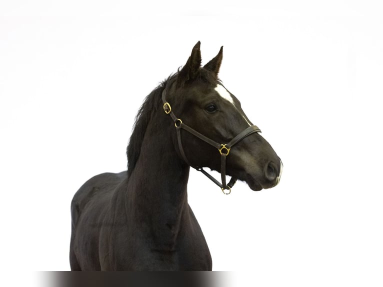 Anglo European Studbook Gelding 4 years 15,3 hh Black in Waddinxveen