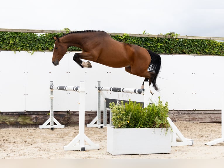 Anglo European Studbook Gelding 4 years 15,2 hh Brown in Waddinxveen