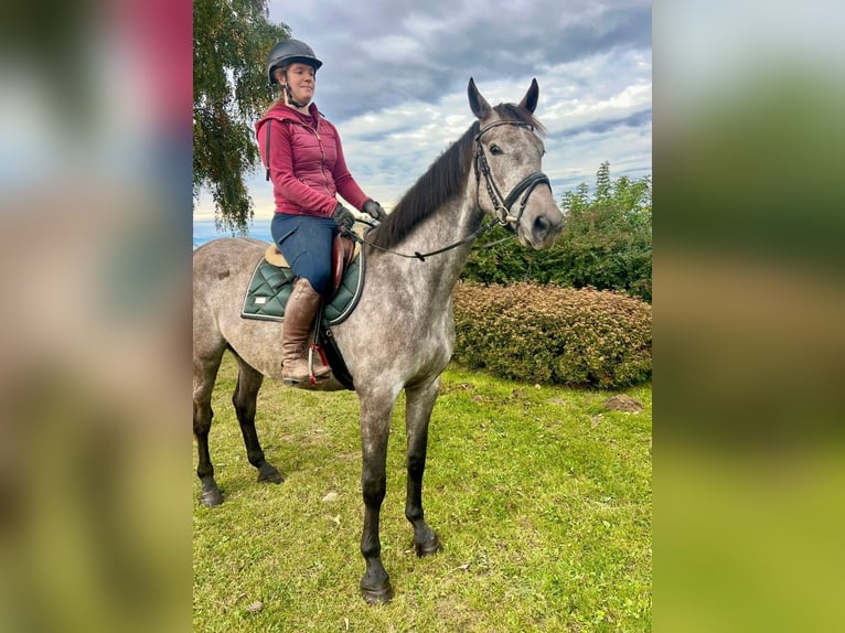 Anglo European Studbook Gelding 4 years 15,2 hh Grey-Dapple in Pelmberg