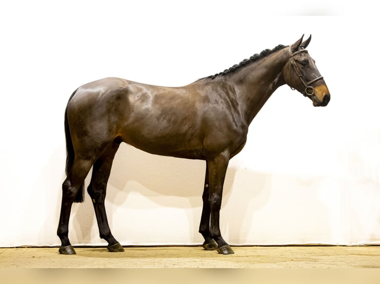 Anglo European Studbook Gelding 4 years 16,1 hh Bay-Dark in Waddinxveen