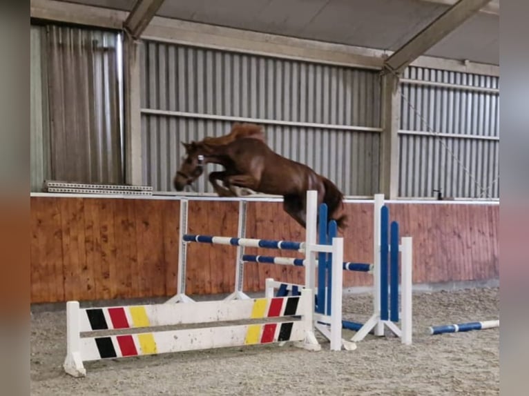 Anglo European Studbook Gelding 4 years 16,1 hh Chestnut in Ysselsteyn