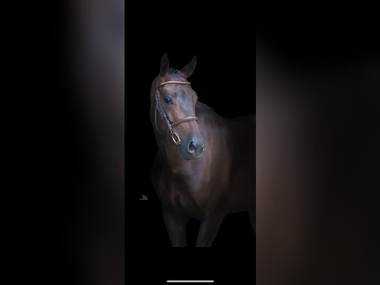 Anglo European Studbook Gelding 4 years 16 hh Bay-Dark in Etten-Leur
