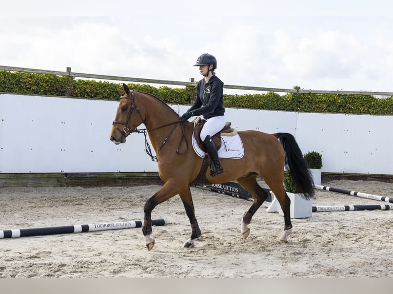 Anglo European Studbook Gelding 4 years 16 hh Brown in Waddinxveen