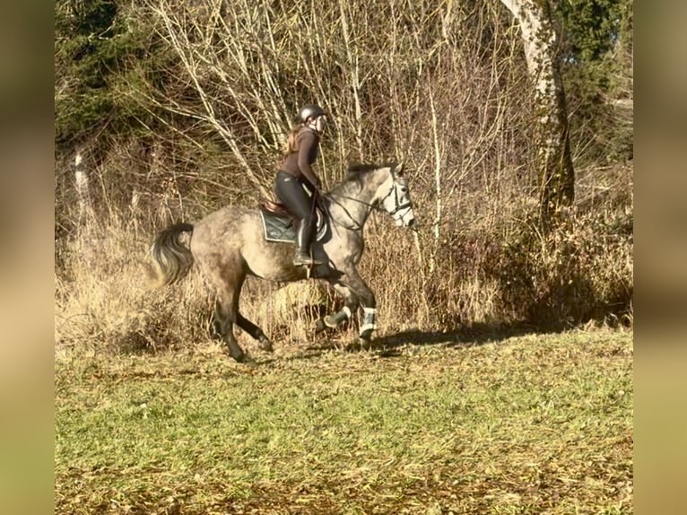 Anglo European Studbook Gelding 4 years 16 hh Grey in Pelmberg