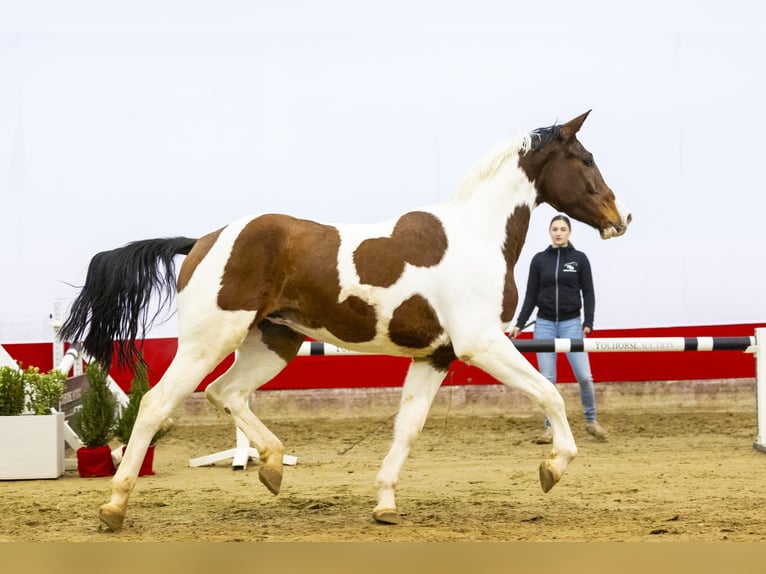 Anglo European Studbook Gelding 4 years 16 hh in Waddinxveen