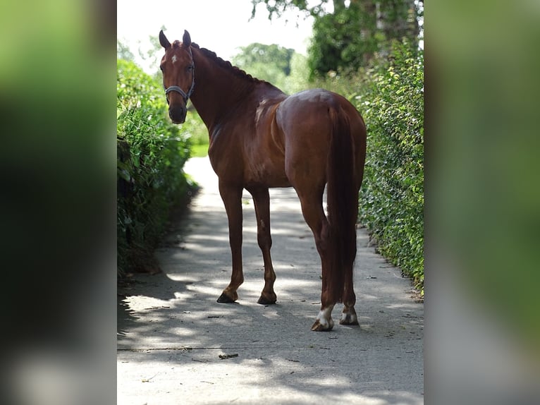 Anglo European Studbook Gelding 4 years 16 hh Sorrel in Sauwerd