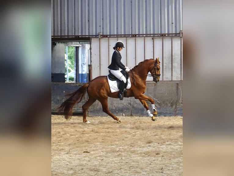 Anglo European Studbook Gelding 4 years 16 hh Sorrel in Sauwerd