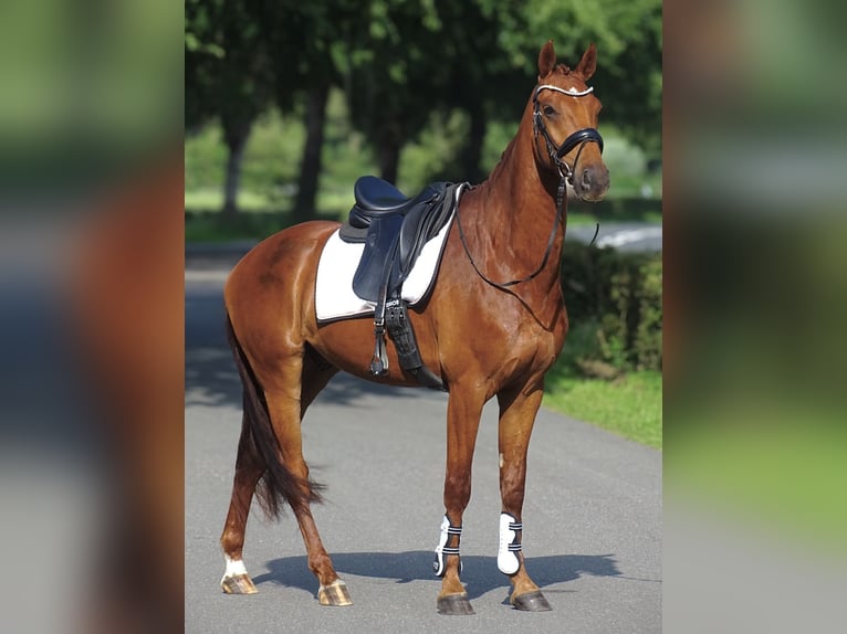 Anglo European Studbook Gelding 4 years 16 hh Sorrel in Sauwerd