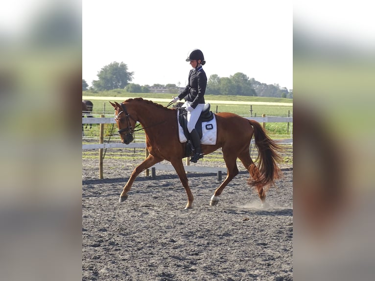 Anglo European Studbook Gelding 4 years 16 hh Sorrel in Sauwerd