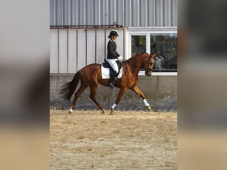 Anglo European Studbook Gelding 4 years 16 hh Sorrel in Sauwerd