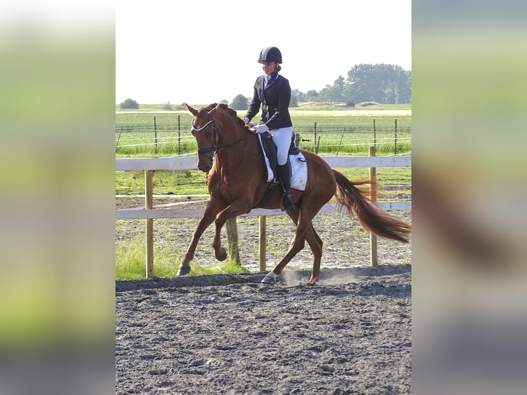 Anglo European Studbook Gelding 4 years 16 hh Sorrel in Sauwerd