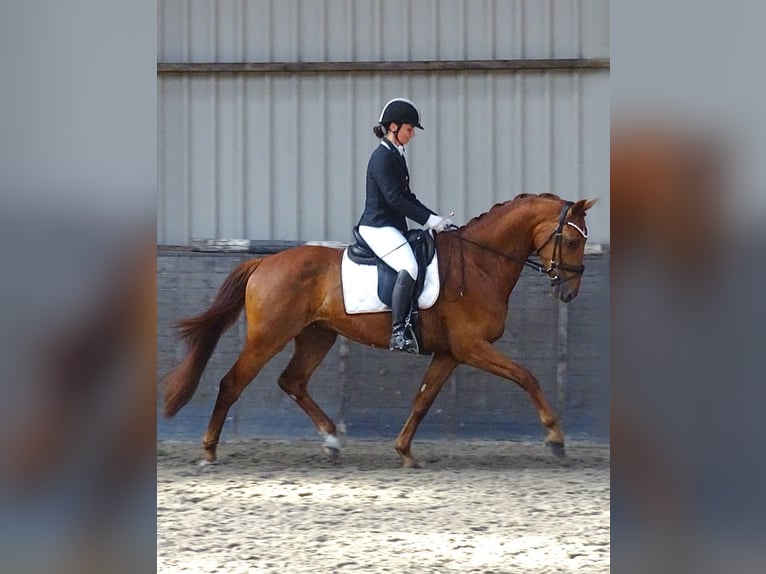 Anglo European Studbook Gelding 4 years 16 hh Sorrel in Sauwerd